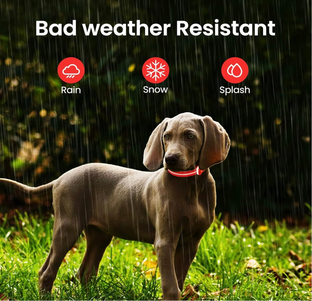 GlowPaw™ LED Safety Dog Collar