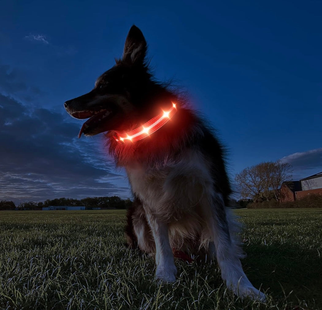 GlowPaw™ LED Safety Dog Collar